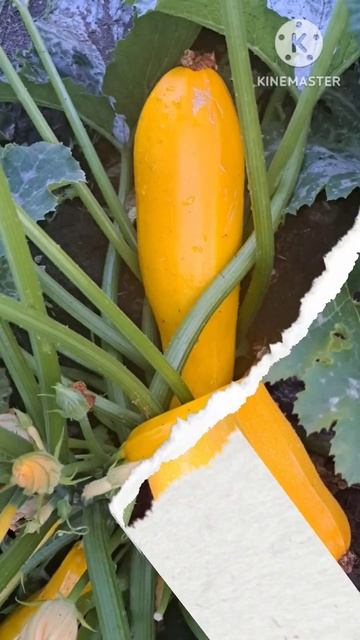 Кабачки! Самый урожайный овощ, который не знаешь куда ? смотреть онлайн