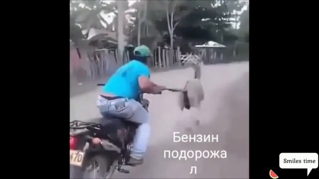 САМЫЕ СМЕШНЫЕ ПРИКОЛЫ 2019 # 2 смотреть онлайн