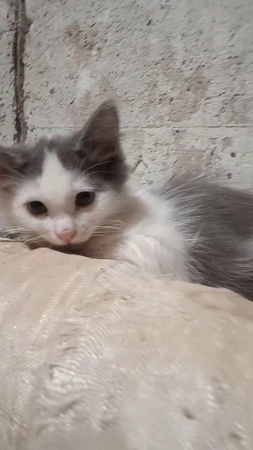 Котёнок сейчас живет в подвале, ищем ему дом #cat #котик # смотреть онлайн