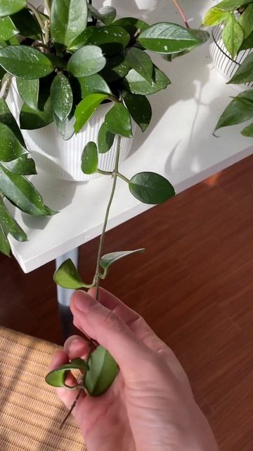 Важность освещения для комнатных растений #комнатные? смотреть онлайн