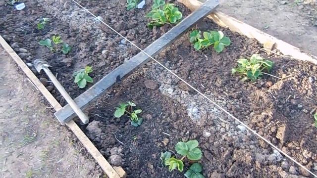 Сажаем землянику и яровой чеснок смотреть онлайн