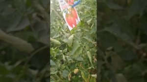 что выросло из китайских семян томаты теплица