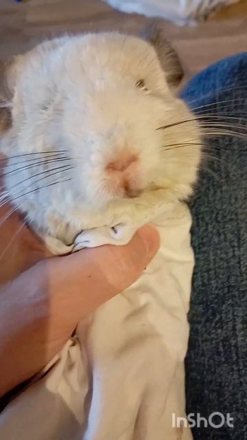 шуша шиншила