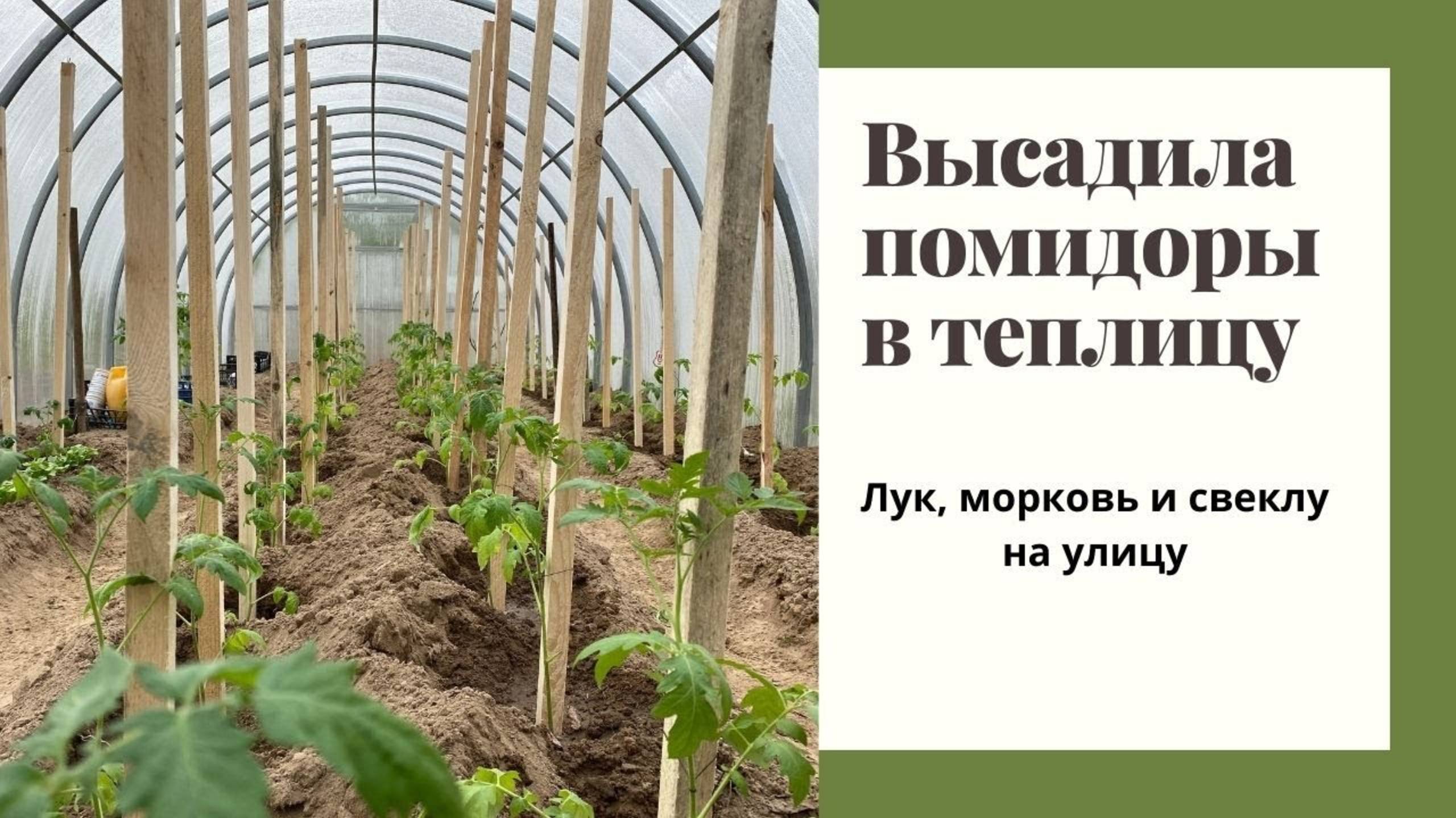 ПОРА САЖАТЬ ПОМИДОРЫ ТОМАТЫ МАЙ. Последствия заморозков. #помидоры #морозы