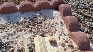 КОСМЕЯ посаженная  в открытый грунт Дружно взошла - пр?