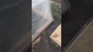 Какие плюсы от Посадки редиса под плёнку - Ранний Урож?