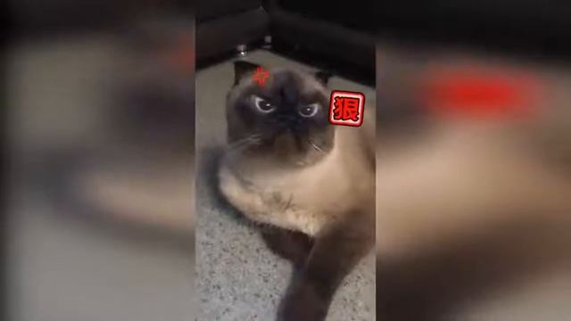 Смешные коты и котики, приколы про котов до слез – Смешные кошки смотреть онлайн