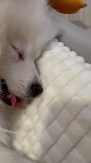 Когда очень устал и хочется спать 😂