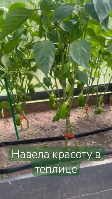 #деревенскаяжизнь #жизньвдеревне #2024 #теплица #урожай # смотреть онлайн