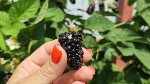 Коламбия Санрайз, ранний сорт ежевики