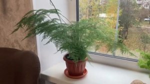 Аспарагус перистый, уход, обрезка