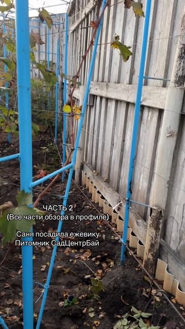 Мозырь питомник растений #мозырь #садоводство #сад #ог? смотреть онлайн