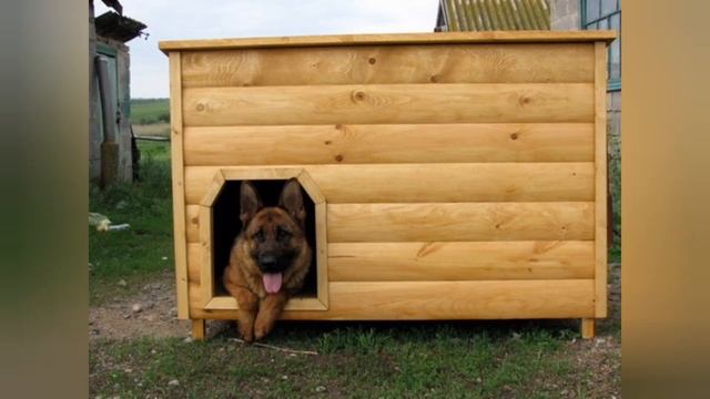 собачья будка дизайн проект идеи смотреть онлайн