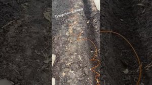 Укладка греющего кабеля в теплице