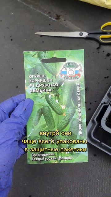высаживаем огурцы на рассаду 🥒 #краснодар #огород #са? смотреть онлайн