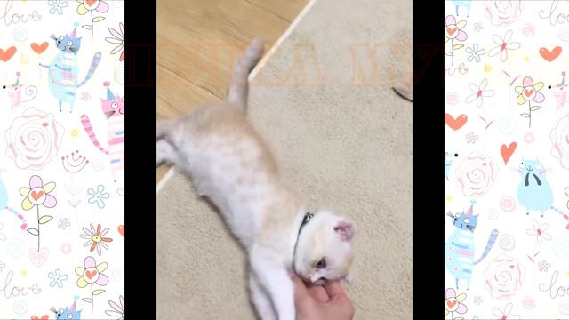 СМЕШНЫЕ КОТЫ приколы с котами 2019 смешная озвучка котов смотреть онлайн