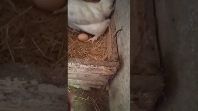 курятник, несколько петухов я выростил сам поставь ла? смотреть онлайн