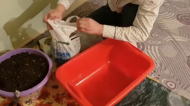 Как спасти кактус от сухой гнили и правильно его укоре смотреть онлайн