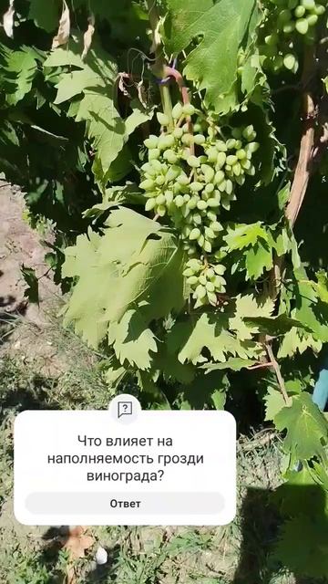 Грозди винограда #виноградник #виноградарь #дача #лето смотреть онлайн