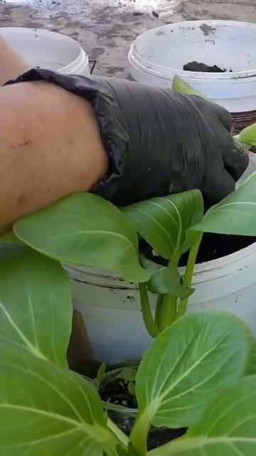 Как Вырастить Капусту Пак-Чой Без Огорода Во Дворе смотреть онлайн