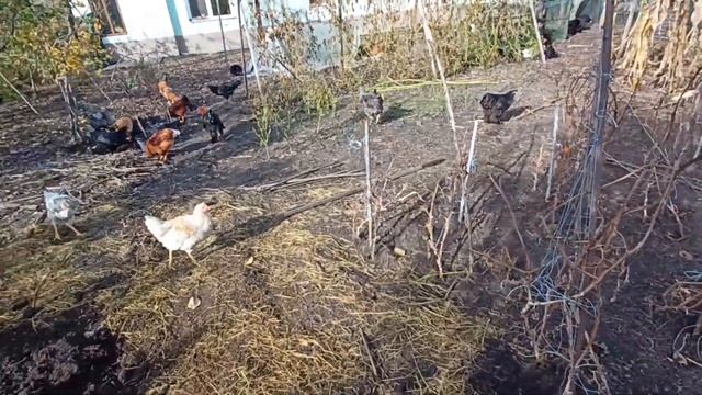 ГРЯДКА ПІД ЧАСНИК І ЦИБУЛЮ .ПРИБИРАЮ ГОРОД. НАШ ЧАС(29.10. смотреть онлайн