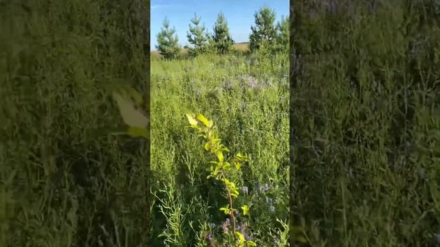 Снова в поле, привезли новых саженцев. Проверила стары смотреть онлайн