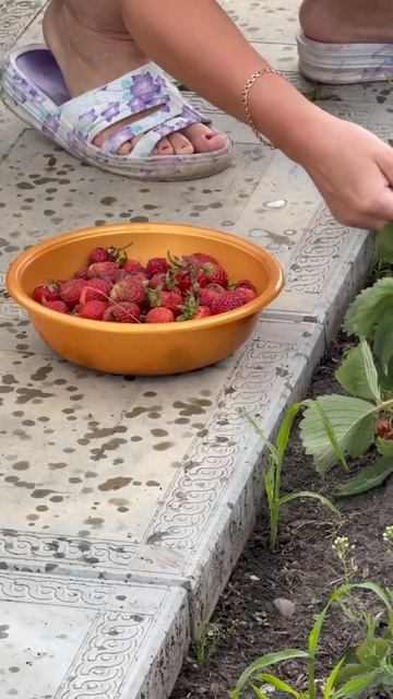 Первый урожай клубники смотреть онлайн