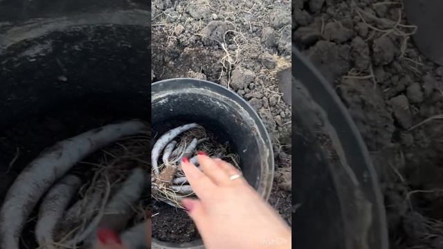Распаковка посылки с пионом от Пулков сад и посадка пи смотреть онлайн