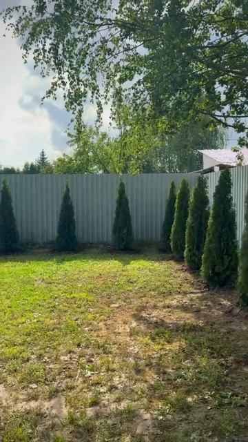 Как посадить туи? #сад #дача #посадкаиуход #огород #какп смотреть онлайн