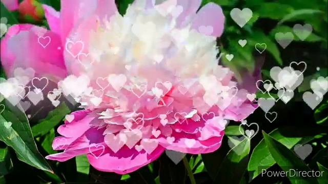 ПИОН СОРБЕТ ЩЕРБЕТ Считается Красивейшим Среди Трав? смотреть онлайн