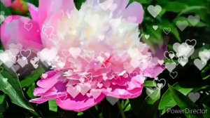 ПИОН  СОРБЕТ ЩЕРБЕТ  Считается Красивейшим Среди Трав?