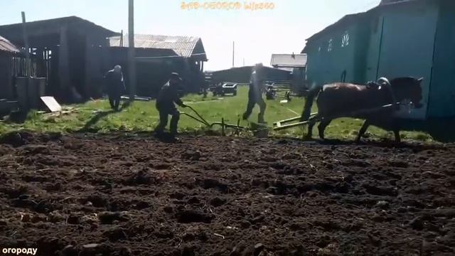 КОНЬ ПАШЕТ. ВСПАШКА ОГОРОДА ПЛУГОМ. THE HORSE PLOWS. PLOWING THE GARDE