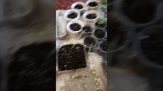 Рассада в начале февраля. Почти все живо. смотреть онлайн