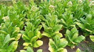 Табак. Вирджиния Голд США 10 недель в грунте. Начало лом