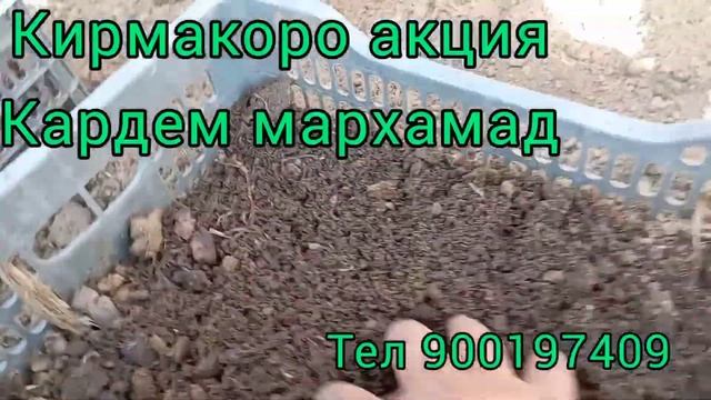 Кирмакоро акция кардем мархамат тел 900197409 ватсап смотреть онлайн
