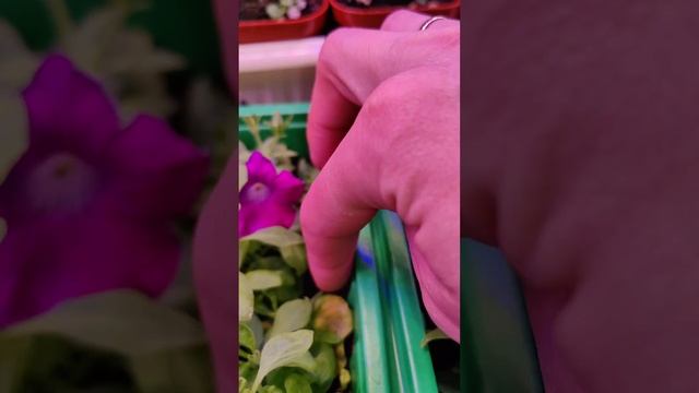 100 процентный результат укоренения. #петуния#черенков?