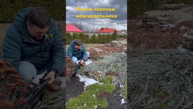 Можжевельник горизонтальный "Вилтони".В питомнике 7А б смотреть онлайн