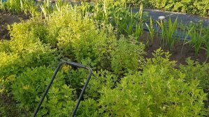 Хризантема корейская из семян. Второй год жизни.Ну и п?