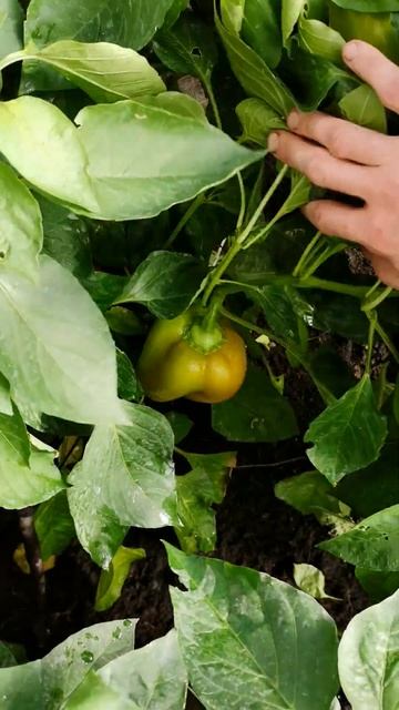 Самые урожайные сорта перца! От них никогда не откажус смотреть онлайн