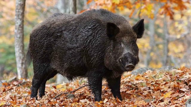 Звук Дикого Кабана. Как Говорит Кабан. Кабан Хрюкает. Голос Кабана. Звуки Хрю смотреть онлайн