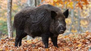 Звук Дикого Кабана. Как Говорит Кабан. Кабан Хрюкает. Голос Кабана. Звуки Хрю