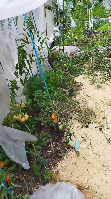 5 сентября,12 градусов, как думаешь снимать помидоры в т смотреть онлайн