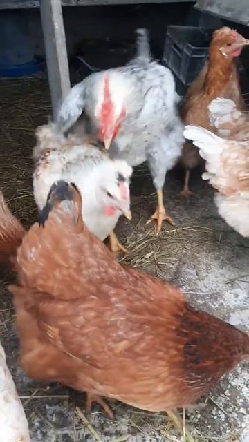 Интересная концовка! #курынесушки #chick #куры #молодняк # смотреть онлайн