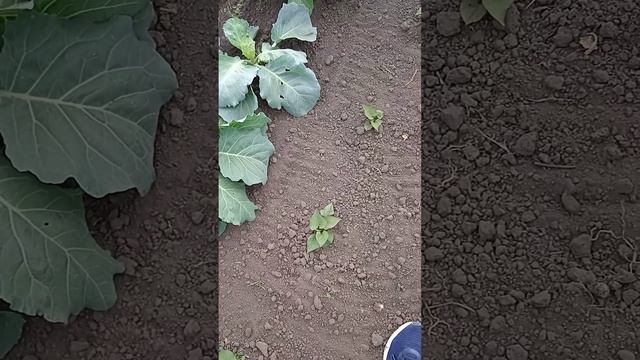 Посадка Батат Вінницький рожевий смотреть онлайн