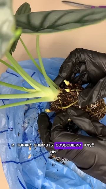 #алоказия #комнатныерастения #комнатныецветы #пересад смотреть онлайн