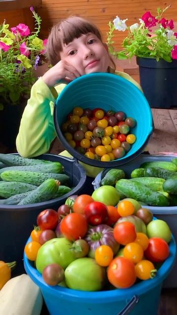 Осенний урожай #дачники#огородники#дача#дачныйдомик#у смотреть онлайн