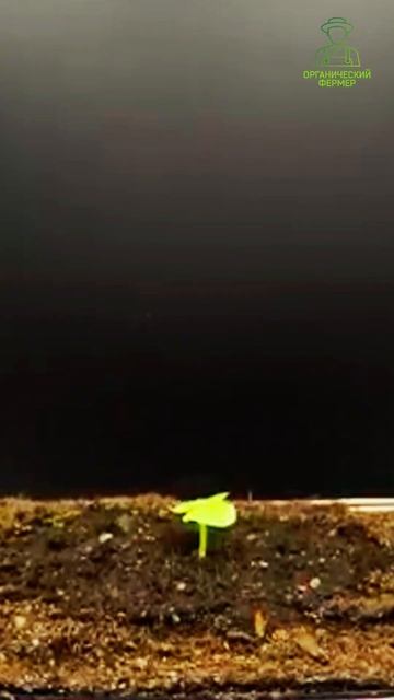 Базилик из семечка. Таймлапс за 35 секунд. #базилик #та? смотреть онлайн
