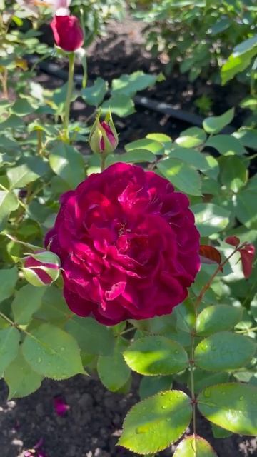 Английская роза «Манстед Вуд»🥀Каталог rozi-yulii.ru🥀 #саж смотреть онлайн