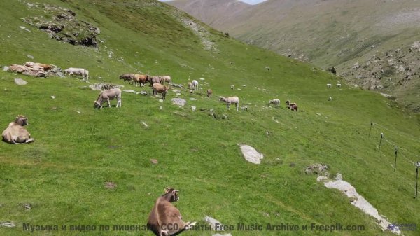 Кадры природы, которые вдохновят на подвиги - смотрите! - Corrupt -- Shaolin Dub -- Macro Micro