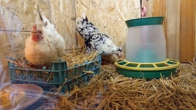 Мои новые курочки в новом курятнике.